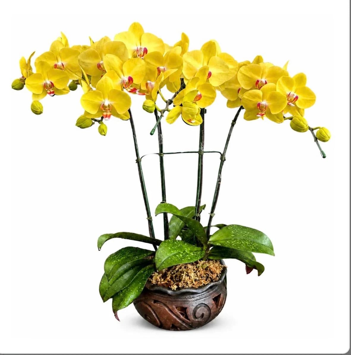 Elegant Yellow Orchid Plant
