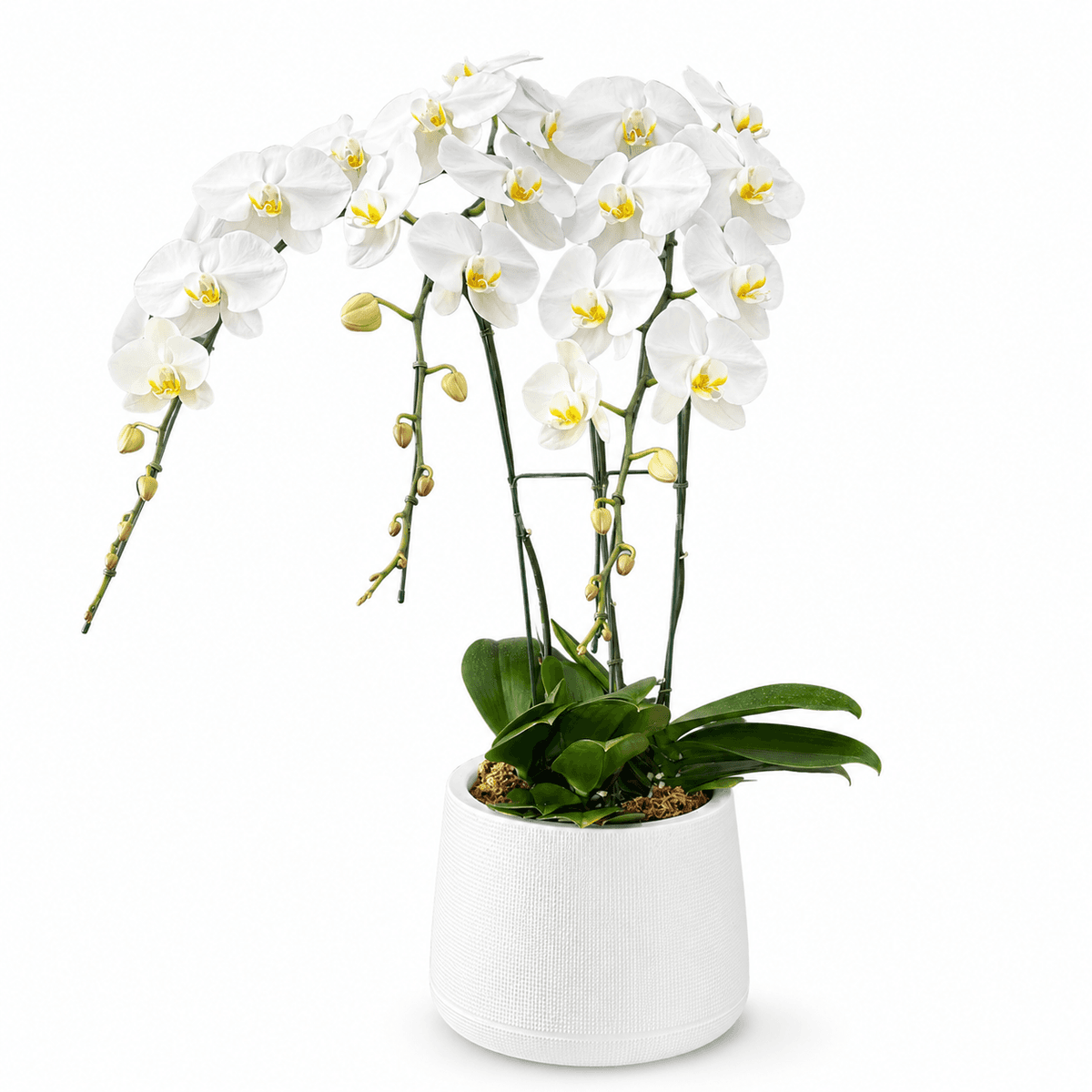 Elegant white Phalaenopsis orchid plant in a modern white pot for flower delivery in Chiang Mai.