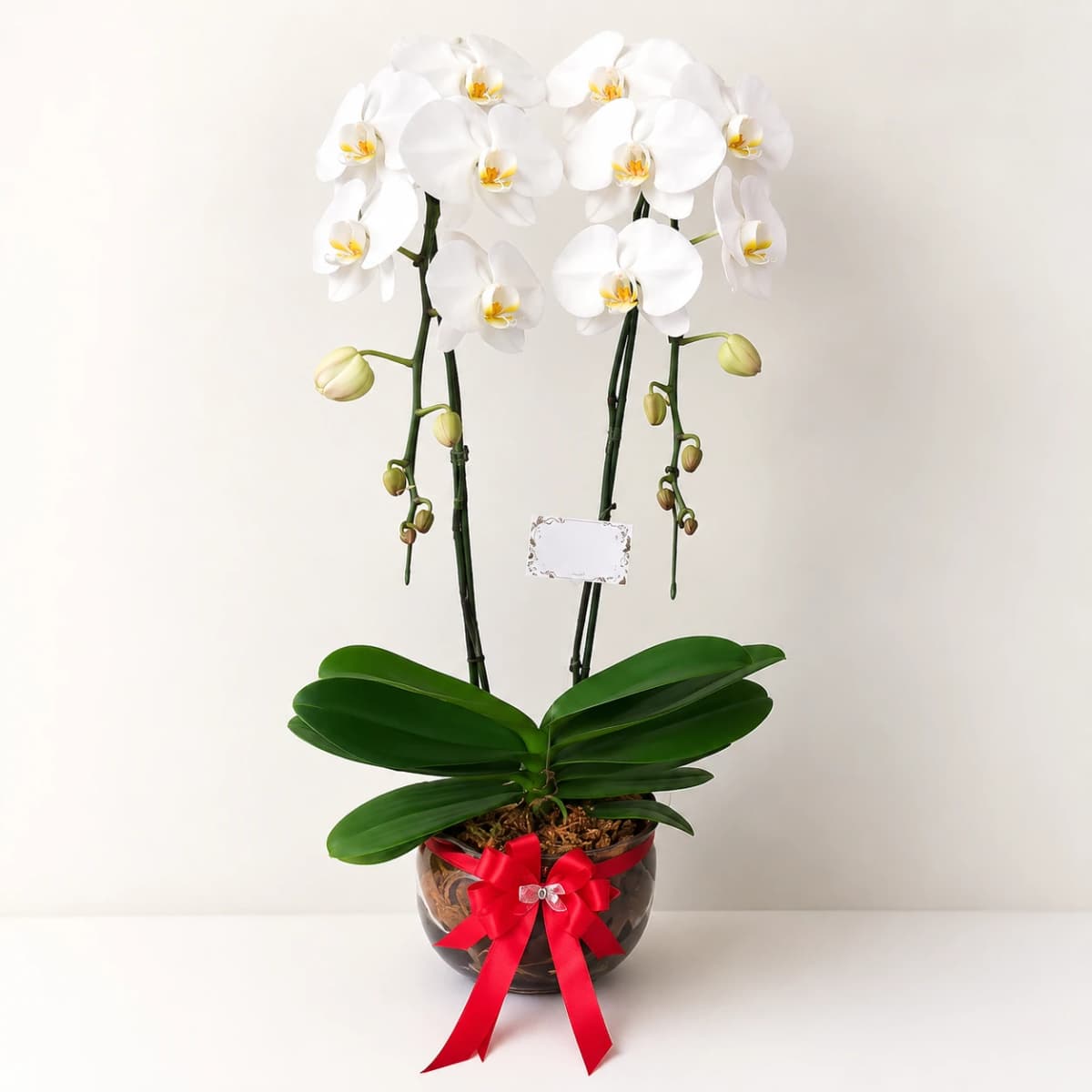 Elegant White Orchid Plant