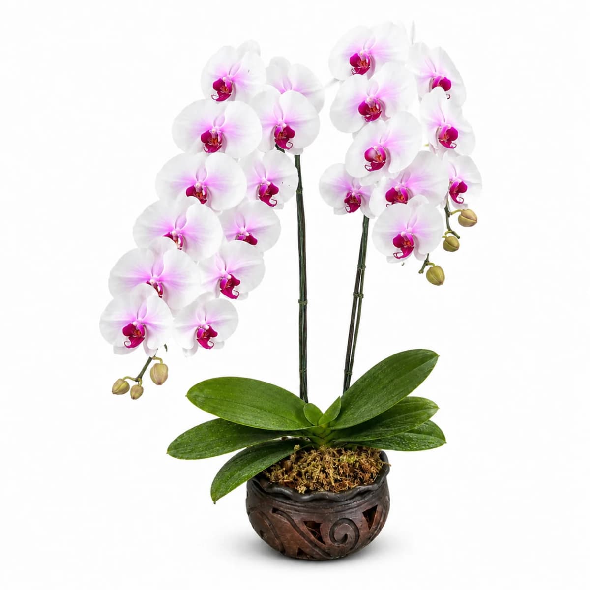 Elegant White Pink Orchid Plant