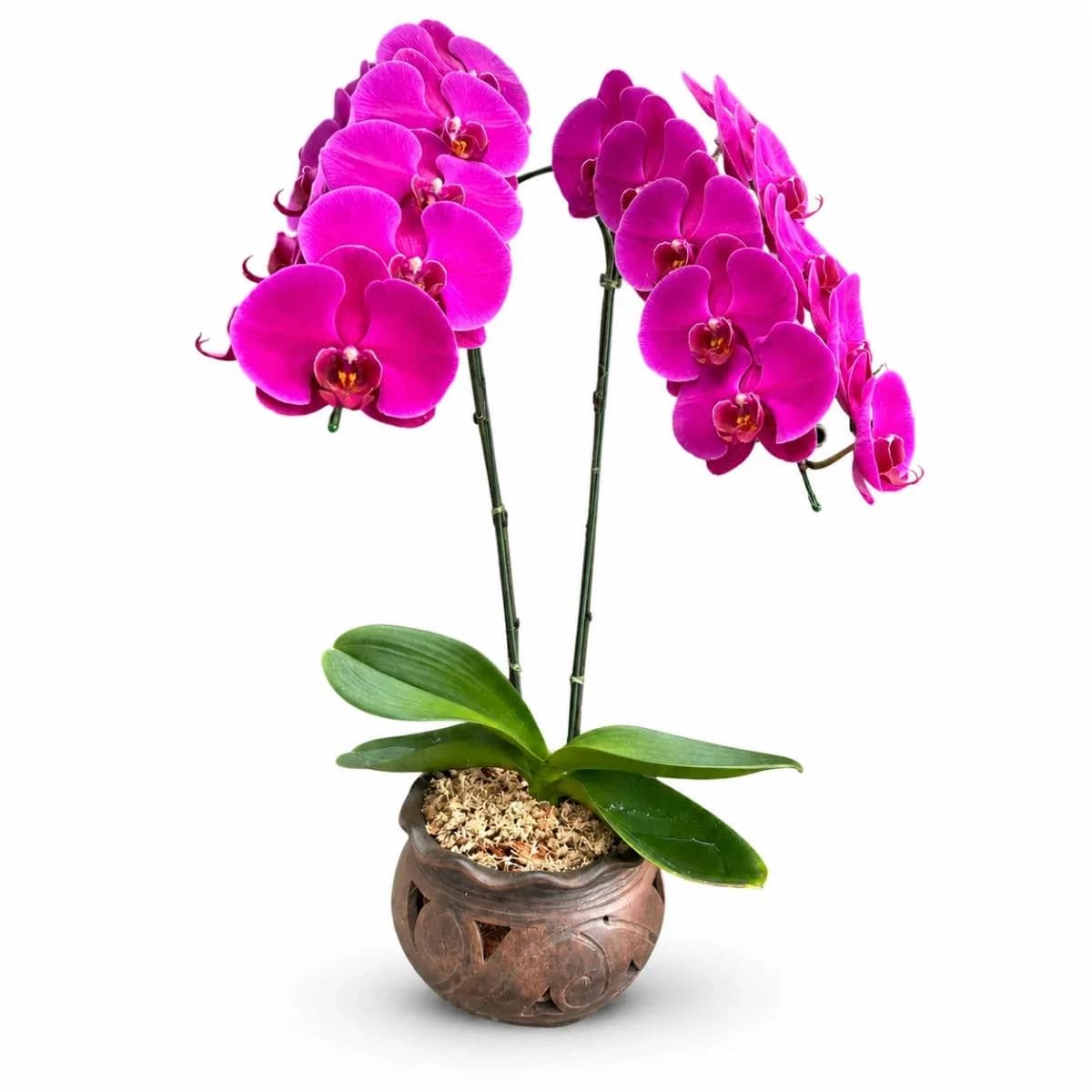 webp webp White and pink Phalaenopsis orchid plant in a clear pot for flower delivery in Chiang Mai.