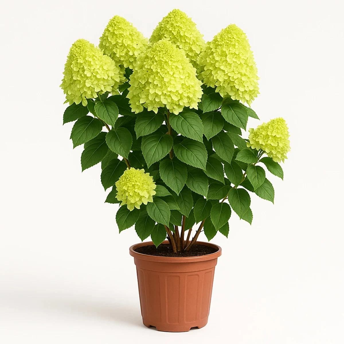Potted Hydrangea Plant