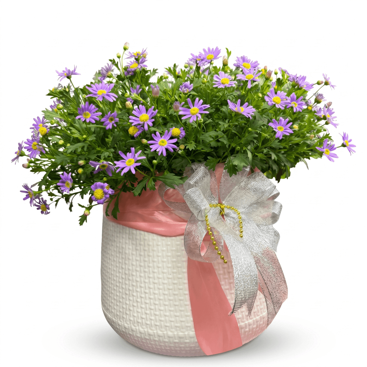 Purple daisy flowering plant arranged in a decorative pot with ribbon. This potted flower gift has a soft purple and green color palette and is suitable for birthdays, thank you gifts, get well gifts, housewarming, and decorative flower delivery in Chiang Mai.