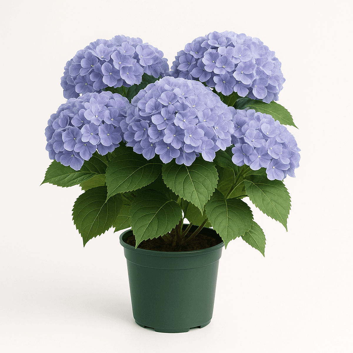 Potted blueish Hydrangea plant suitable for various occasions.