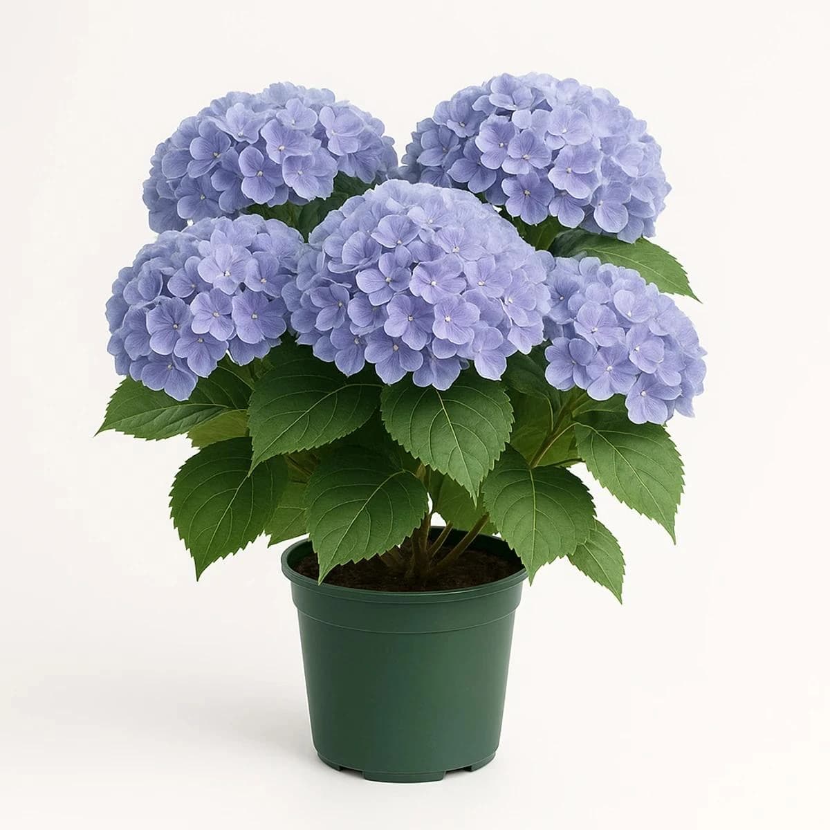 Potted blueish Hydrangea plant suitable for various occasions.