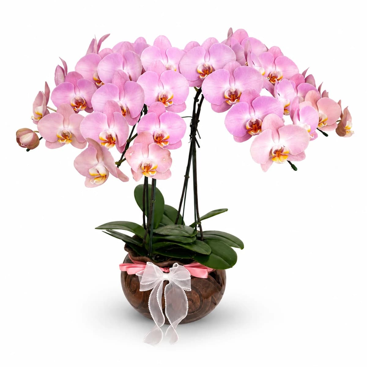 Elegant Pink White Orchid Plant
