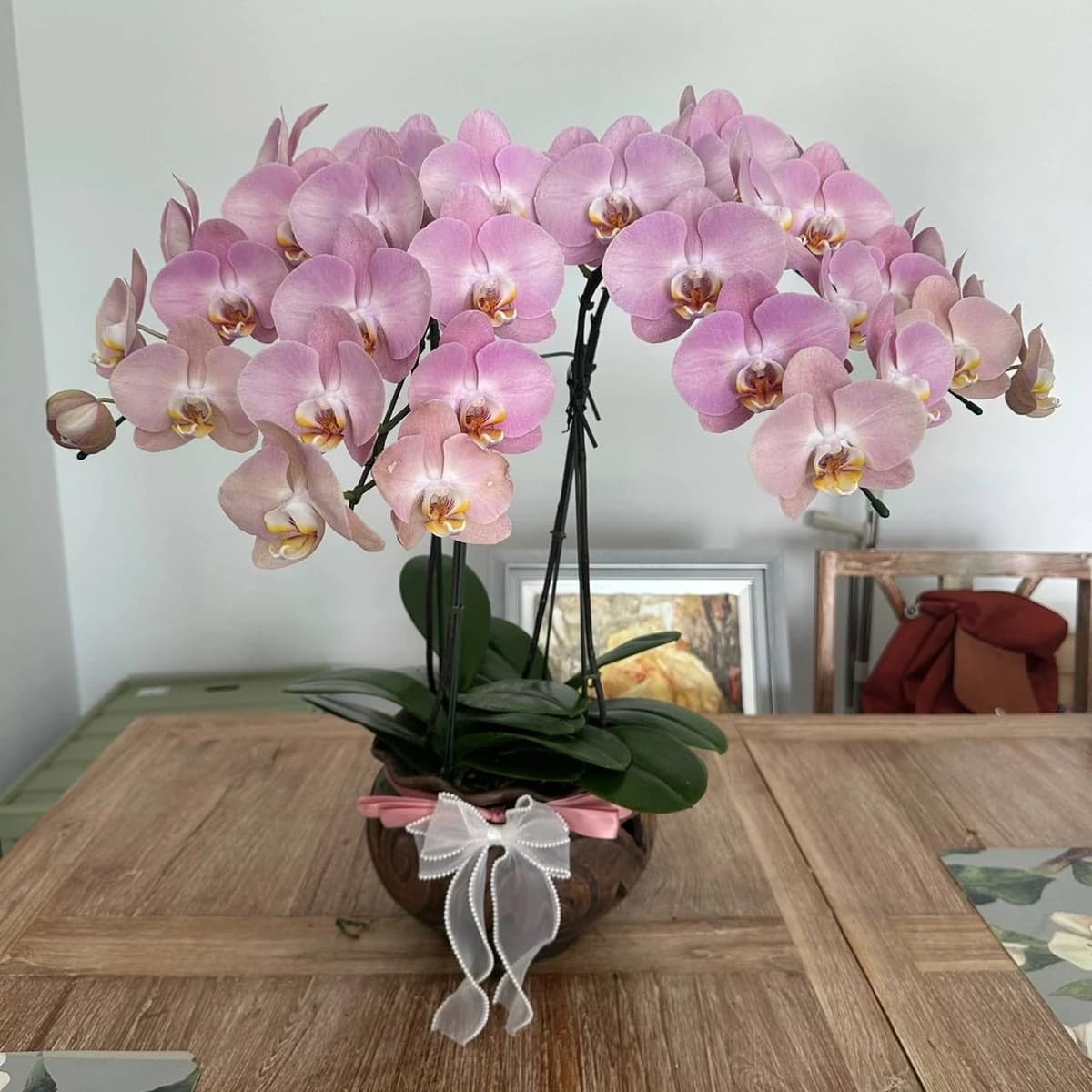 Elegant Pink White Orchid Plant