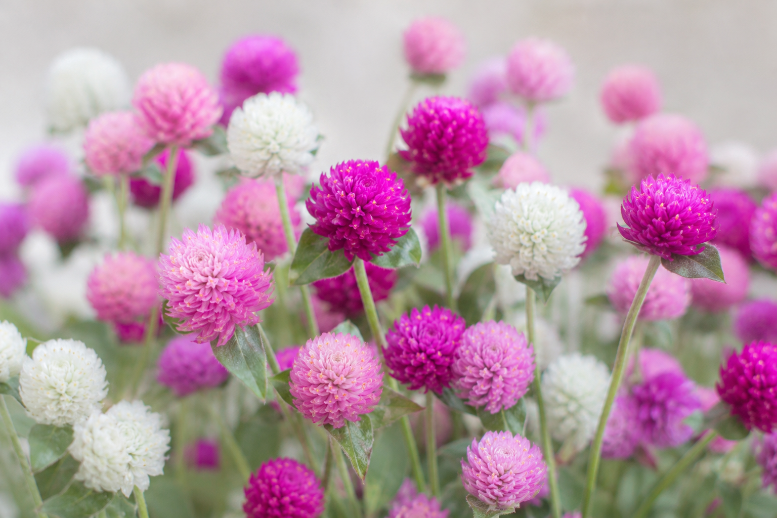 Pink, purple and white Baan Mai Roo Roi globe amaranth flowers growing on slender green stems