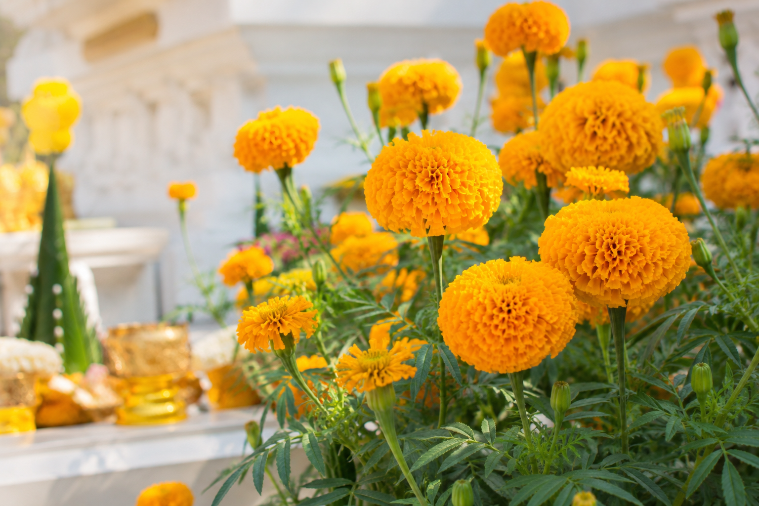Bright golden Thai marigold flowers growing beside a ceremonial offering