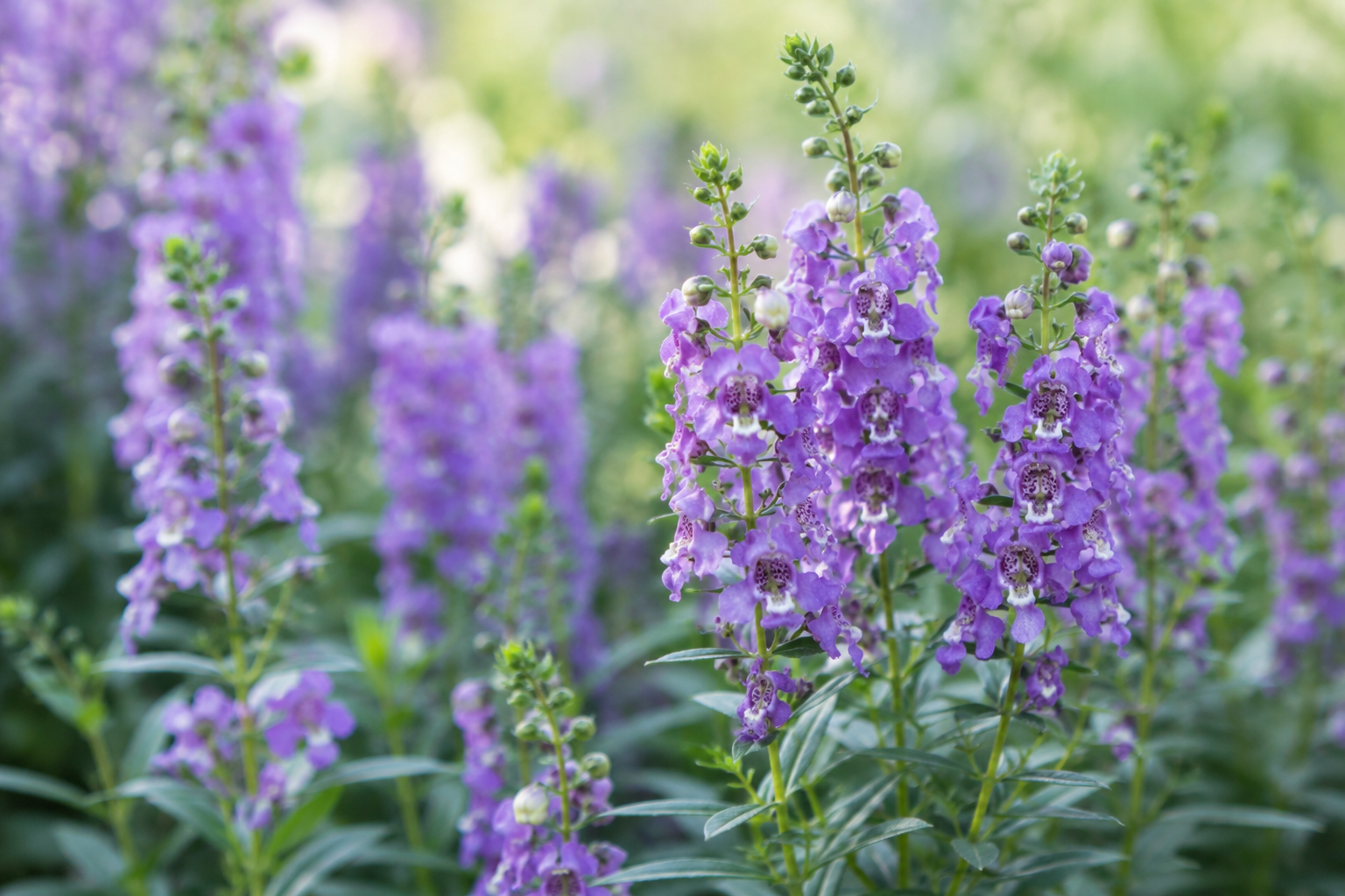 Tall purple Angelonia flower spikes growing in a softly lit garden