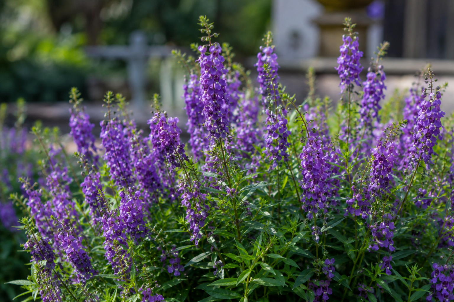 Purple Angelonia flowers with upright stems growing naturally in a Thai garden