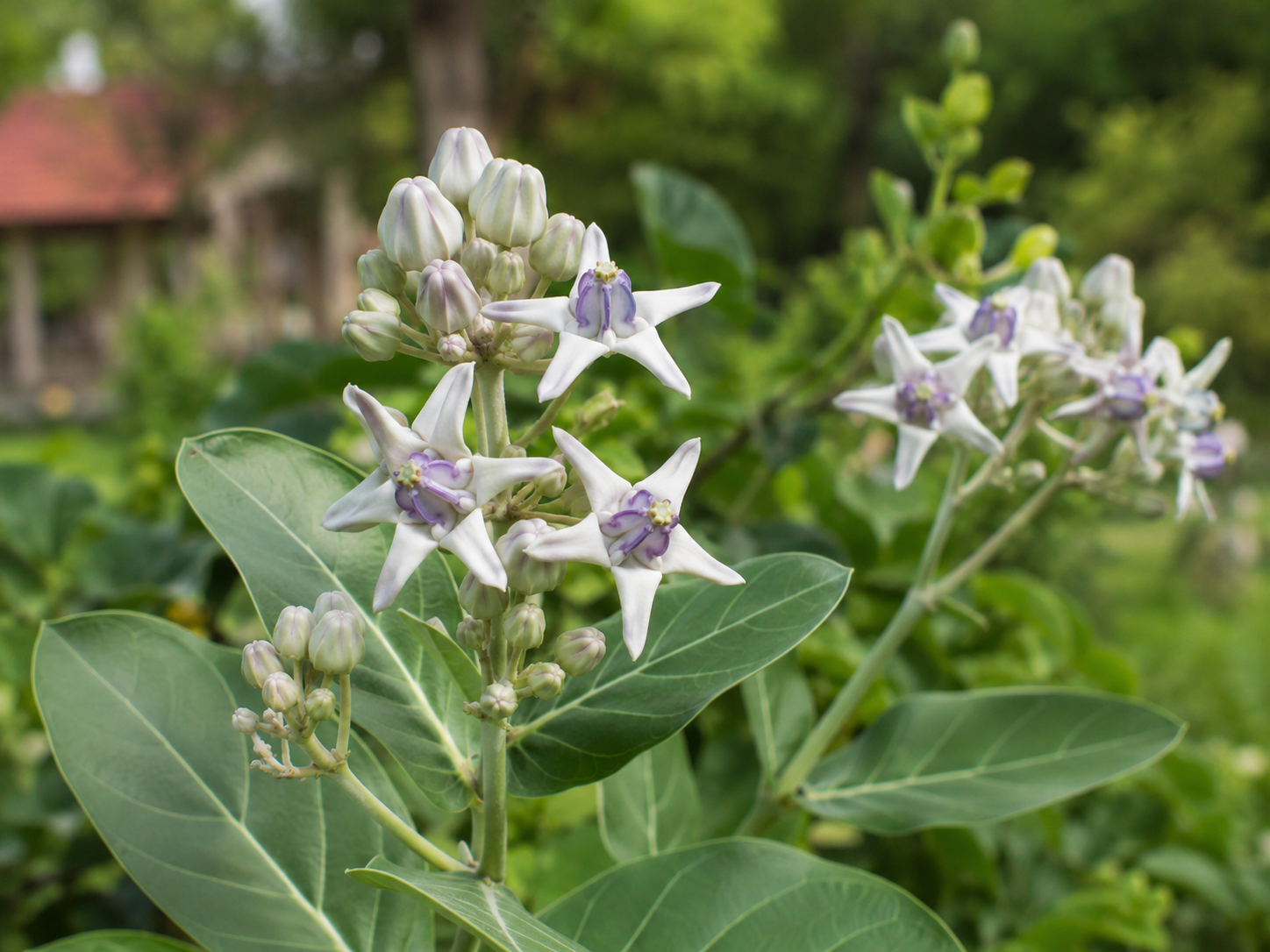 White and pale-purple star-shaped Dok Rak flowers growing on leafy Calotropis gigantea stems
