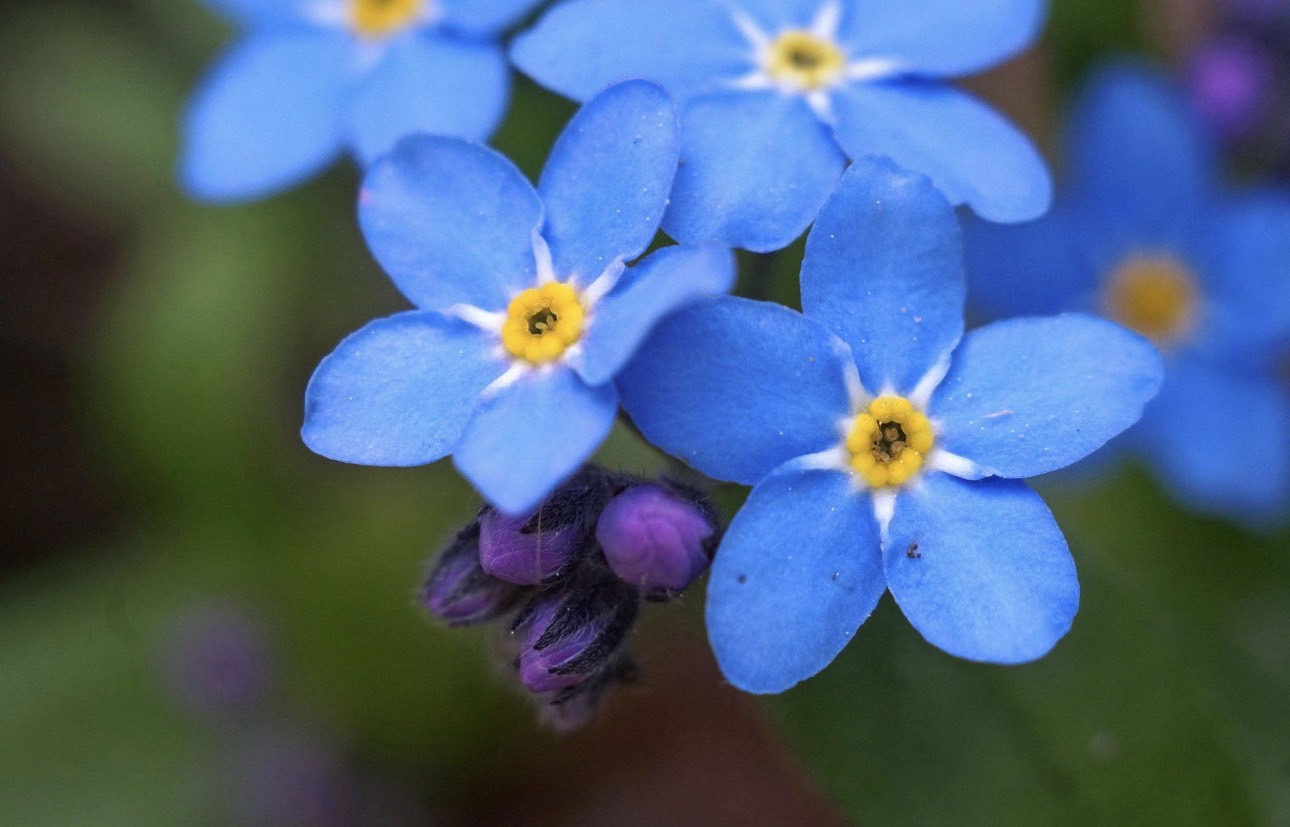 Close-up of bright blue forget-me-not flowers with yellow centres and purple buds