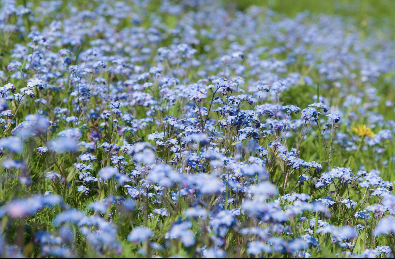Soft blue Myosotis forget-me-not flowers growing densely in a green meadow