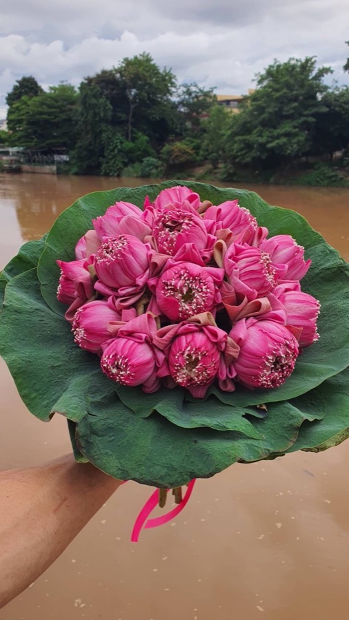 Pink lotus bouquet wrapped in green lotus leaves, a Tuesday-inspired pink flower gift in Chiang Mai