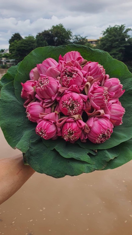 Hand holding a round pink lotus bouquet wrapped in large green lotus leaves by a Chiang Mai riverside