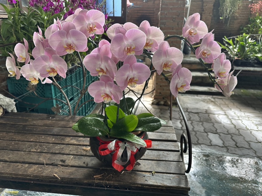 Pink phalaenopsis orchid plant in a dark ceramic pot with a gift ribbon